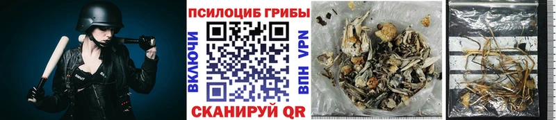 omg как войти Енисейск Псилоцибиновые грибы Magic Shrooms где купить